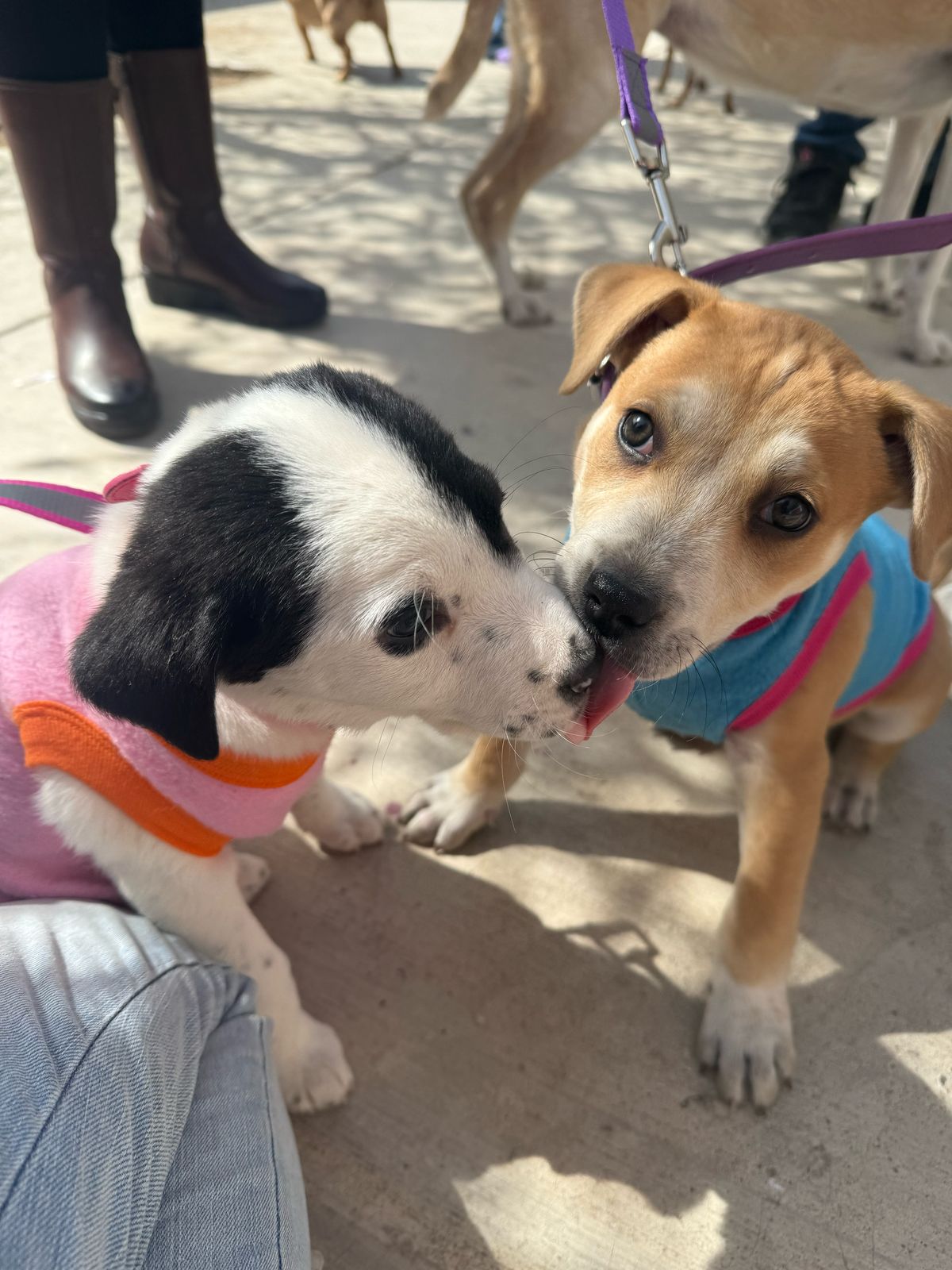 Beneficia Gobierno de Sonora salud de animales con jornadas integrales gratuitas