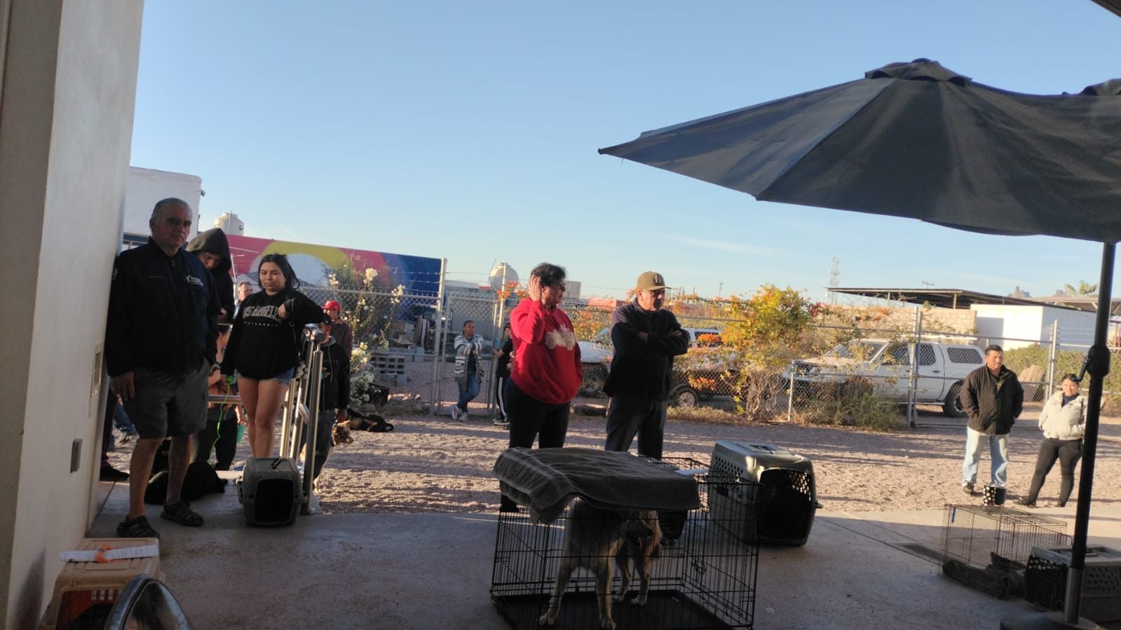 Esterilizan a más de 600 perros