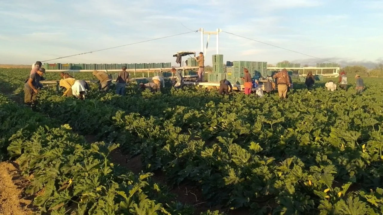 Migrantes buscan trabajo en el valle regional