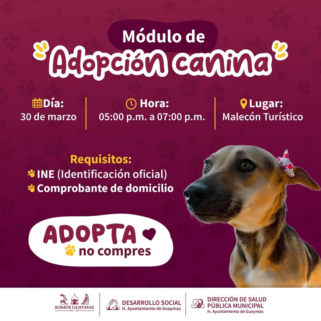 Con adopción responsable, combaten proliferación de perros sin hogar