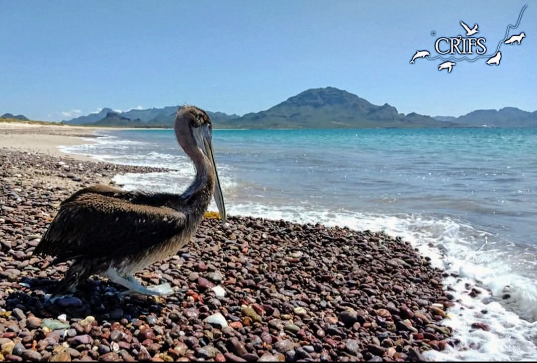 Invitan a apoyar rehabilitación de pelícanos rescatados en San Carlos