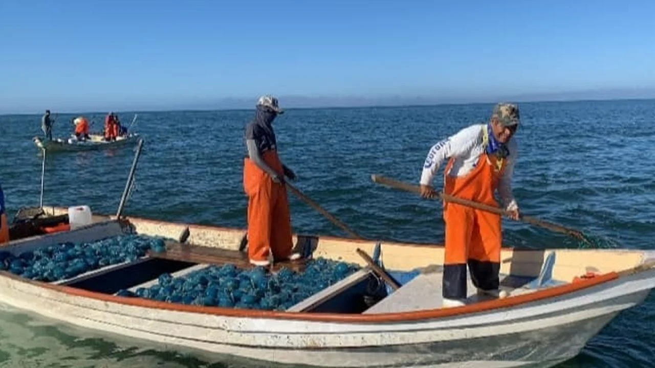 En temporada de aguamala piden 3 pesos por kilo pescadores