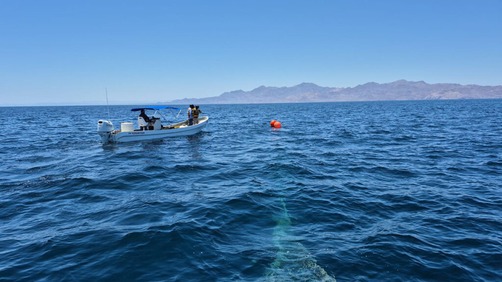 Semar rescata a ballena jorobada atrapada en 600 metros de red totoabera en Baja California 1 1 2