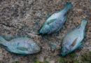 Un lago a las afueras de São Paulo y su fauna quedan teñidos de azul tras derrame de tinte industrial