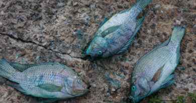Un lago a las afueras de São Paulo y su fauna quedan teñidos de azul tras derrame de tinte industrial