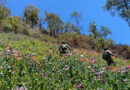 Marina erradica 124 plantíos de amapola en Nayarit