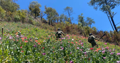 Marina erradica 124 plantíos de amapola en Nayarit