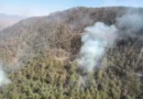 Controlan incendio en santuario de la mariposa monarca