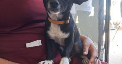 Beneficia Gobierno de Sonora la salud animal con jornada de esterilización en Empalme