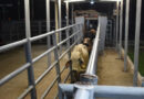 Ganaderos piden sellar la frontera sur ante el gusano barrenador