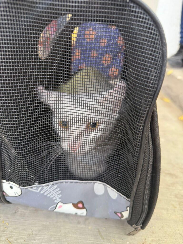 Beneficia Gobierno de Sonora salud animal con jornadas de esterilización en Cajeme 1 591