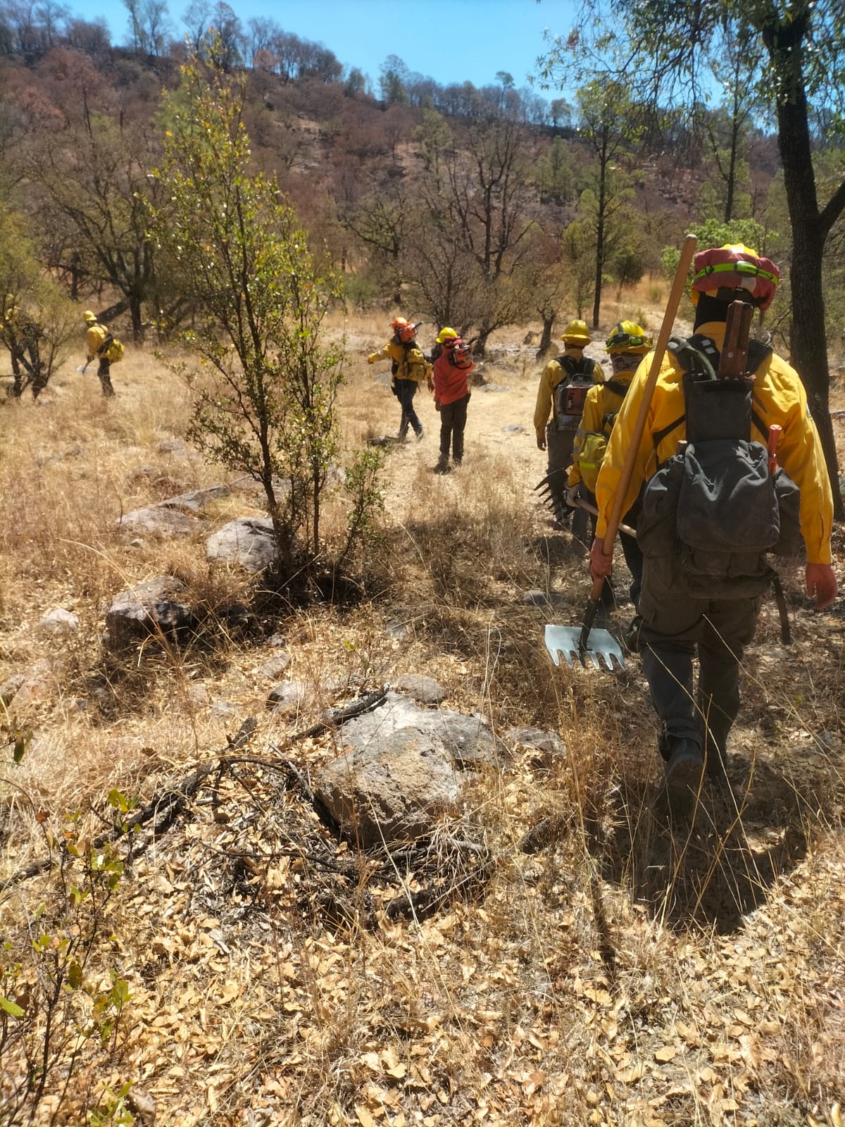 Liquida Gobierno de Sonora incendio forestal en Yécora en coordinación con autoridades federales y municipales