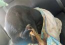 Denuncian maltrato animal