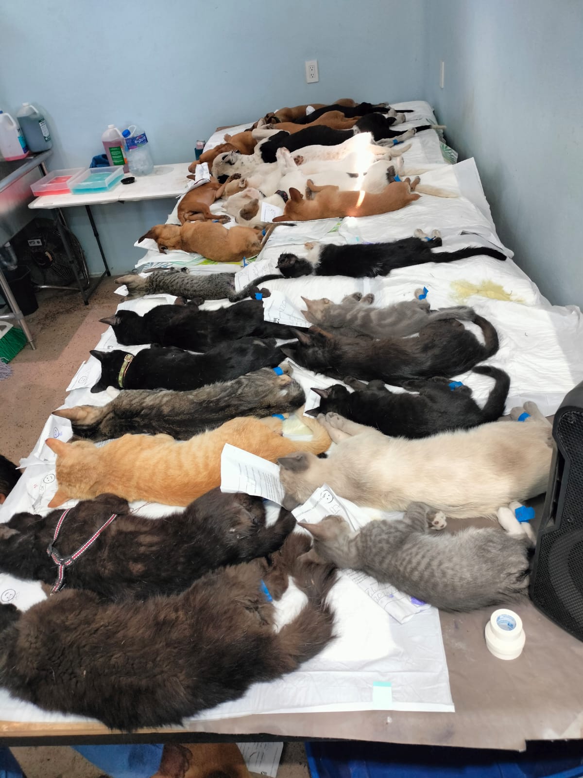 Esterilizan a 581 animales