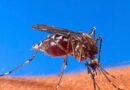 Adolescente contrae dengue en el Centro