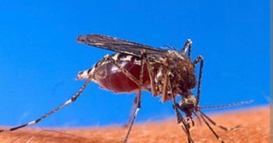 Adolescente contrae dengue en el Centro