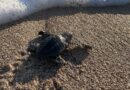Se requieren voluntarios para protección de tortugas