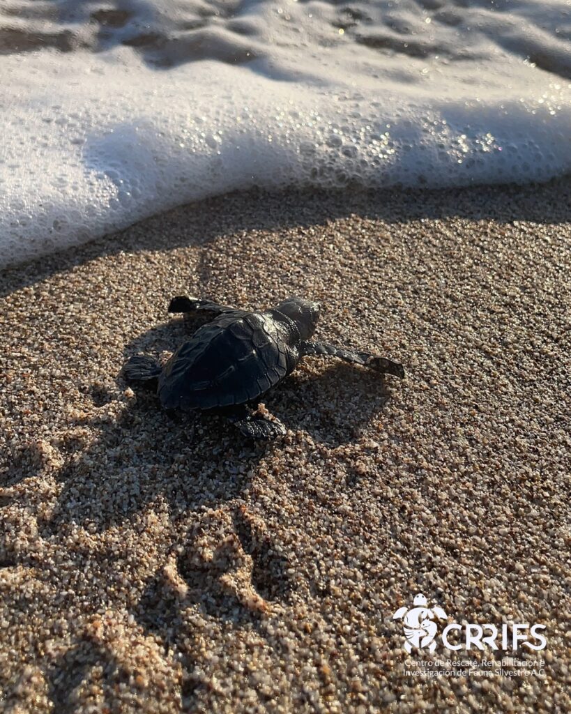 WhatsApp Image 2025 05 16 at 10.52.27 AM