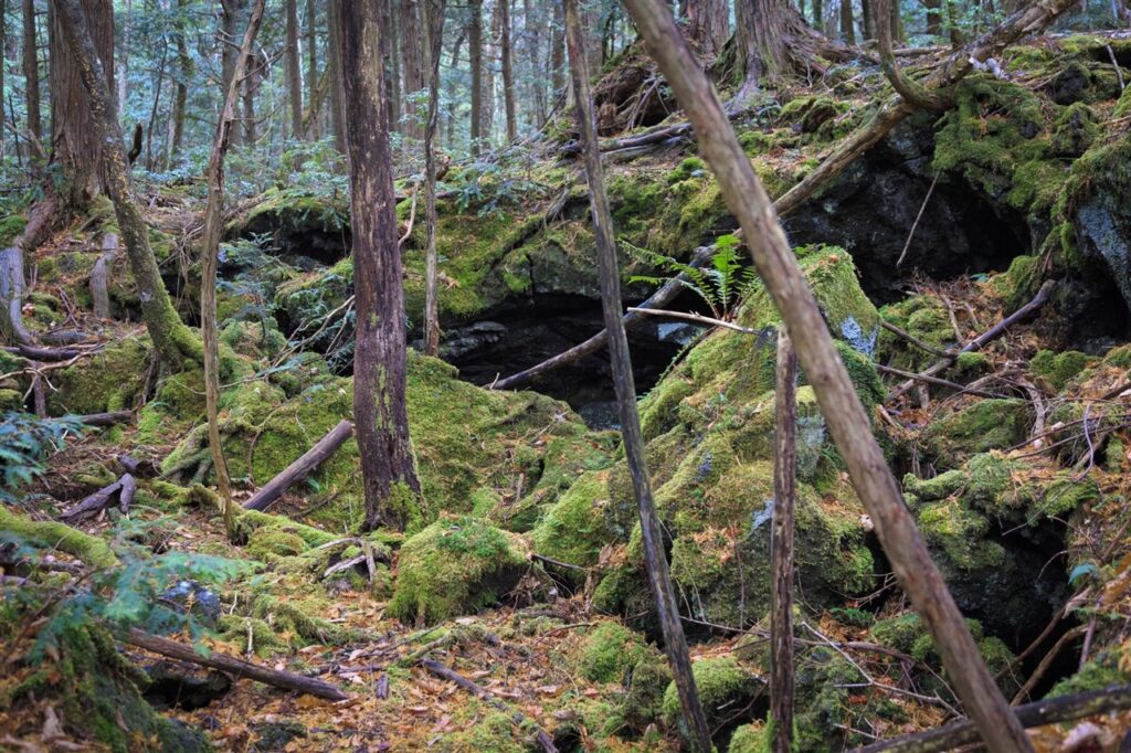bosque de aokigahara japon c1fd1810 1280x853