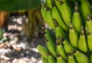 Termina huelga de trabajadores bananeros en Panamá tras acuerdo sobre pensiones