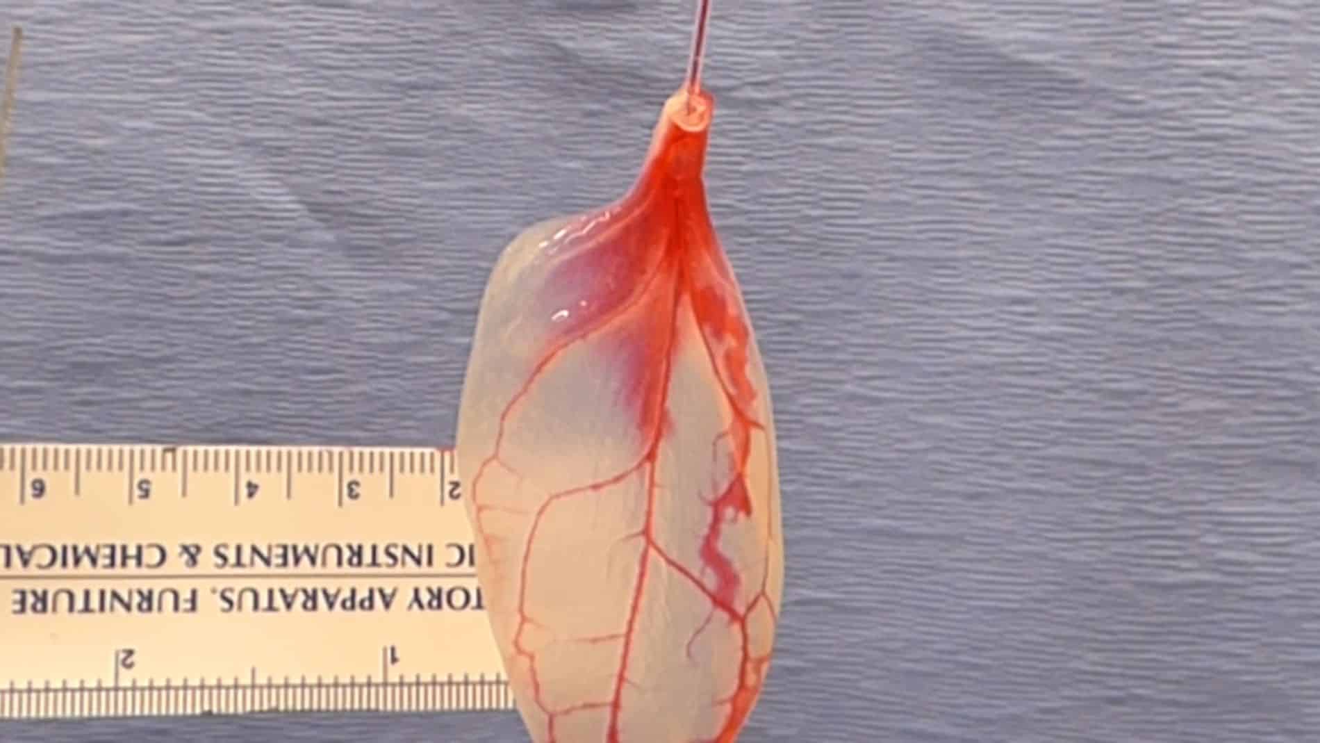 Científicos logran cultivar tejidos cardíacos funcionales en laboratorio