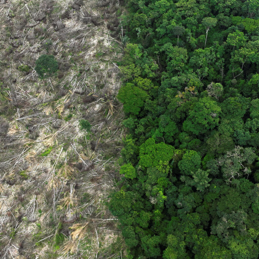 2023 06 13T060102Z 739573134 RC22VY9AQ0PU RTRMADP 3 CONSUMER GOODS DEFORESTATION