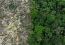 Brasil registra importante aumento en deforestación en la Amazonía durante el último semestre