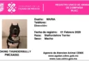 Últimos días para registrar a tu mascota en el RUAC: el plazo vence el 30 de junio en CDMX