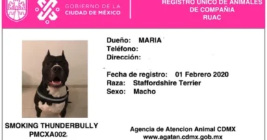 Últimos días para registrar a tu mascota en el RUAC: el plazo vence el 30 de junio en CDMX