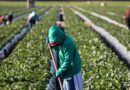 Canadá aprueba nueva legislación para proteger derechos laborales de trabajadores migrantes