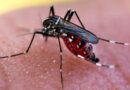 Aumento de casos de dengue en Quintana Roo