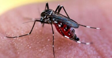 Aumento de casos de dengue en Quintana Roo