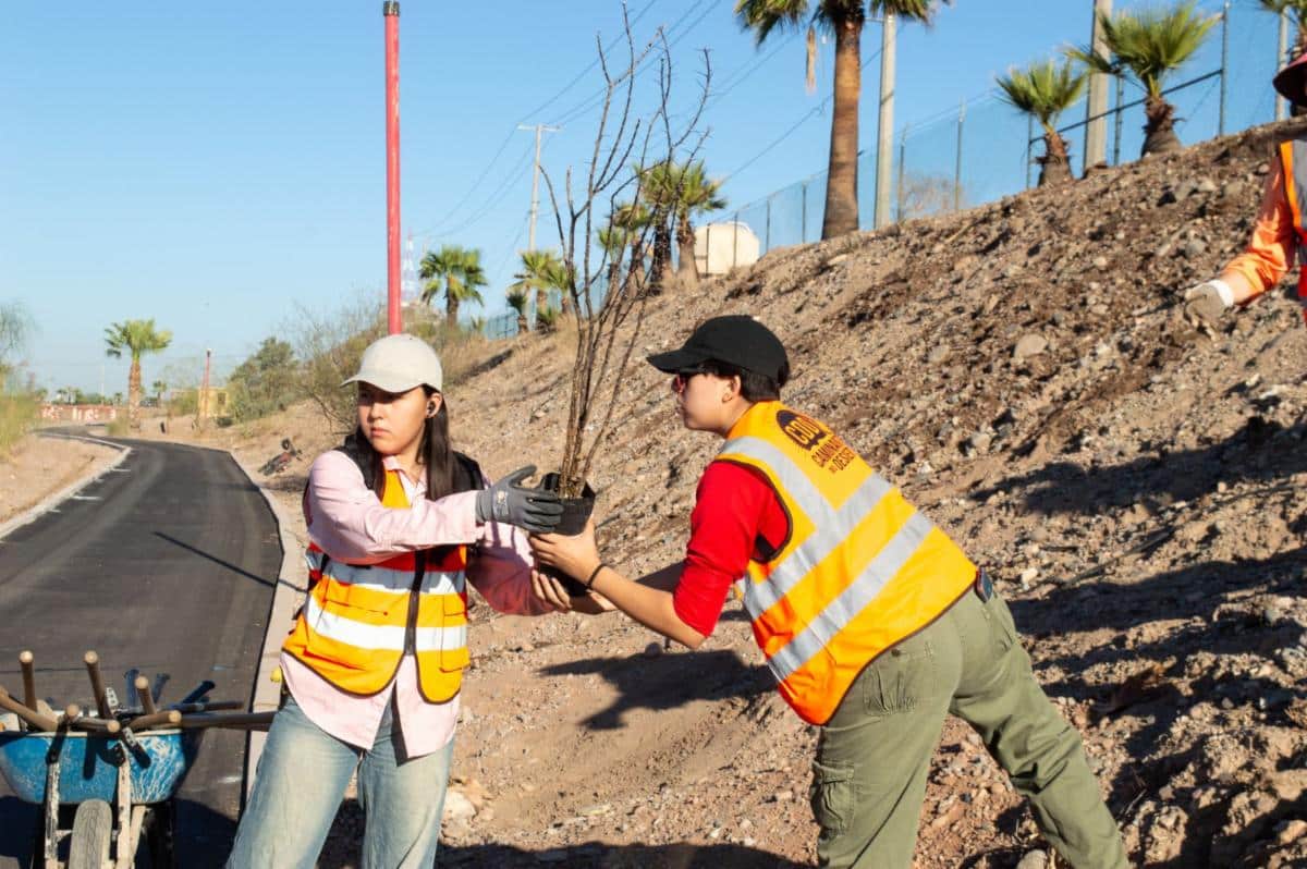 Gobierno de Sonora reforesta Bosque Urbano La Sauceda con apoyo ciudadano