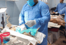 Esterilizan a casi 600 animales de compañía