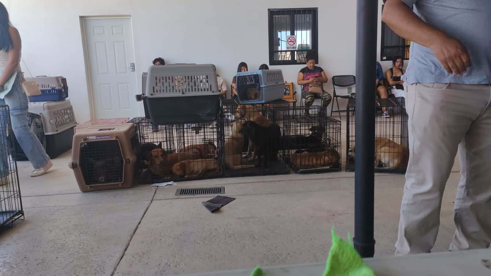 Habrá jornada de esterilización en San Carlos