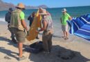 Rescatan a tortuga marina en playa de San Carlos