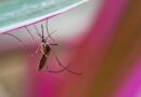 Alertan por incremento en casos de dengue en estados del sureste mexicano