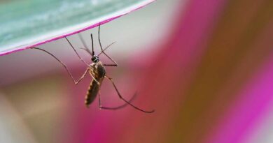 Alertan por incremento en casos de dengue en estados del sureste mexicano