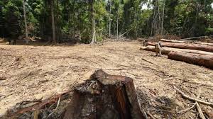 Brasil impulsa ley para proteger la Amazonía y combatir la deforestación ilegal