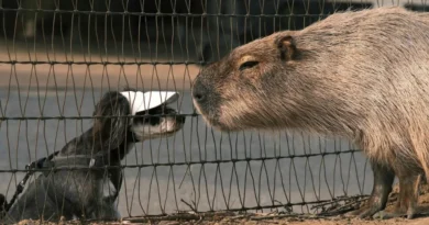Día del Capibara: los roedores más amistosos y ahora, peluches de moda
