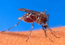 Dos casos más de dengue