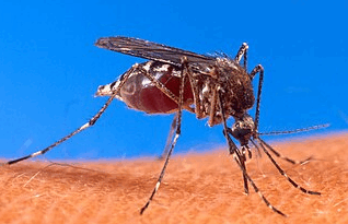 Dos casos más de dengue