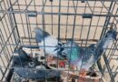 Atacan a palomas con rifle de postas