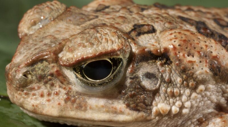 2ZSY4AM2O5EBJMGA3C7OPKEDAY