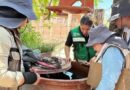 Acumula Guaymas 40 casos de dengue