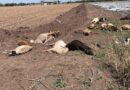 Perros matan a becerros y chivos