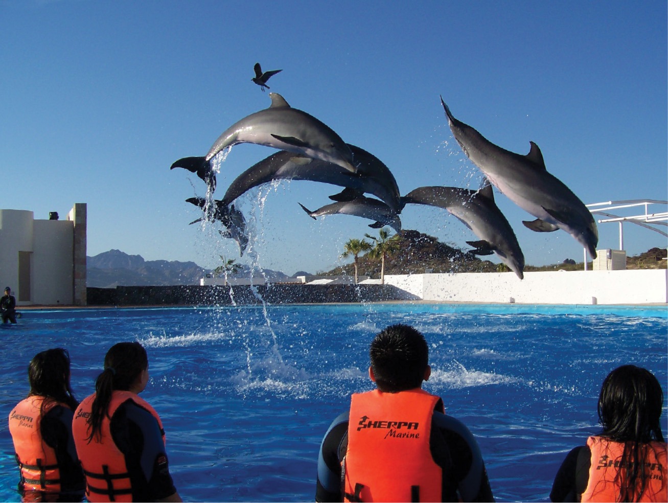 Delfinario será convertido en Acuario Educativo