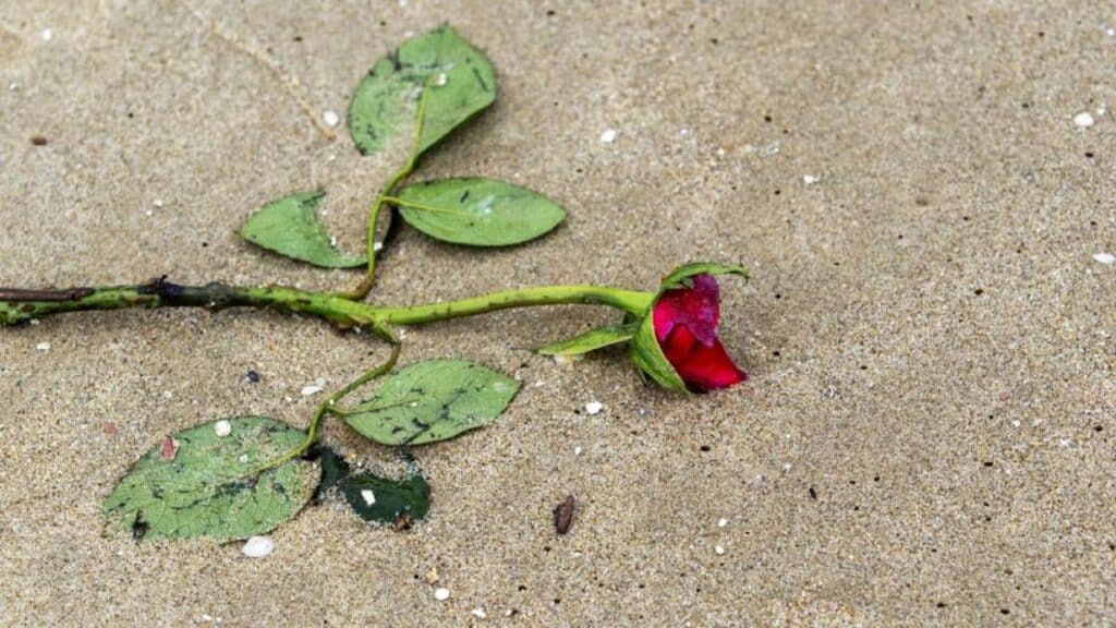 ¿Sienten dolor las plantas? la ciencia explora los límites de la sensibilidad vegetal sin llegar a una conclusión definitiva 1 5fa3c90b3d4a1