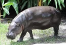 Zoológico de Miami somete a examen médico a su hipopótamo pigmeo en peligro de extinción