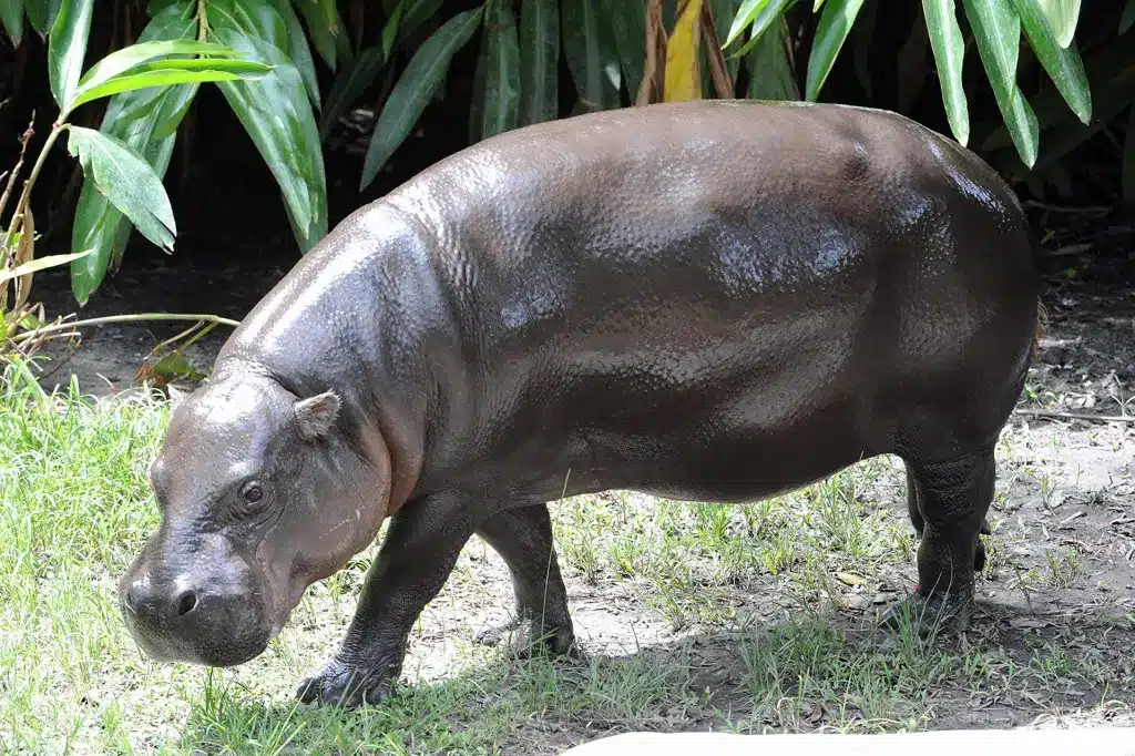 Zoológico de Miami somete a examen médico a su hipopótamo pigmeo en peligro de extinción 1 64